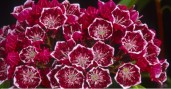 Kalmia latifolia Kaliedescope 6-93